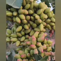 پیوند زنی حرفه ای با20سال سابقه|خدمات باغبانی و درختکاری|سیرجان, |دیوار