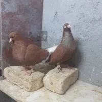 چند جفت کفتر جفتگاه  به ضمانت