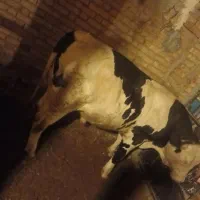 یک عدد کوساله چاق به فروش میرسد