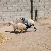 میش وبره|حیوانات مزرعه|بافق, |دیوار