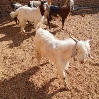 نربزسانن وبزغاله نر|حیوانات مزرعه|مشهد, کارده|دیوار