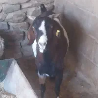 بز چاق
