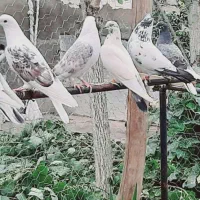 کبوتر زاغ و تعدای پرشی ساعت سنگین مهرتیر ماه