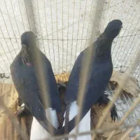 دم سفید و سینه ای