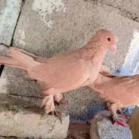 جفت زرد کلایی عطیقه. گلی