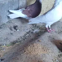 کبوتر نر پرشی|پرنده|ایوان, |دیوار