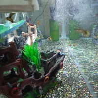 آکواریوم شیک|ماهی|چناران, |دیوار