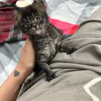 واگذاری گربه