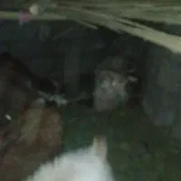 هفت تا کهره چاق شهرستان ریگان|حیوانات مزرعه|بم, |دیوار