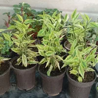 لباس طرح گل فقط ۱۰۰هزار