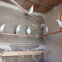 کبوتر زینتی