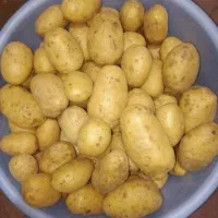 سیب زمینی باغی