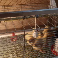 فروش جوجه غاز