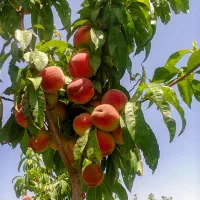 فروش رقم زعفرانی نهال هلو