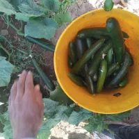 خیار|خوردنی و آشامیدنی|نیشابور, مازول|دیوار