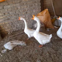 بوقلمون محلی وقو|حیوانات مزرعه|ضیاء آباد, |دیوار