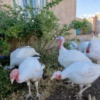 فروش بوقلمون بیوتی کشتاری