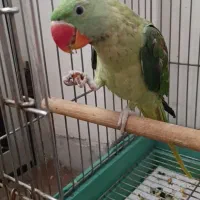 شاه طوطی