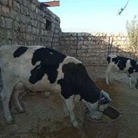 گاو و گوساله|حیوانات مزرعه|چگنی, |دیوار