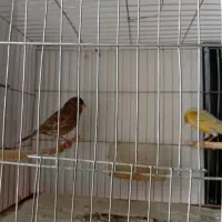 تعدادی قناری|پرنده|رودسر, |دیوار