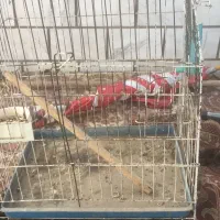 دو عدد قفس مرغ مینا و طوطی سالم|لوازم جانبی حیوانات|اهواز, کوی سعدی|دیوار