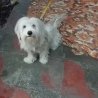 سگ پاکوتاه|سگ|شیراز, شهرک کوشکک|دیوار