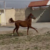 تعدادی مادیان سواری