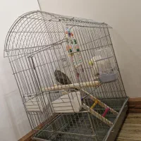 قفس پرنده مناسب عروس هلندی ،و دیگر پرندگان زینتی