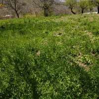 باغ روستای قرمز گل به فروش می رسد قیمت توافقی