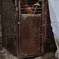 یک جفت سگ آلابای و سرابی