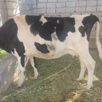 یک عدد گاو و گوساله