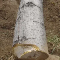 چوب درخت گردو