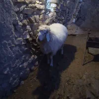 بره نر|حیوانات مزرعه|سده (خراسان جنوبی), |دیوار