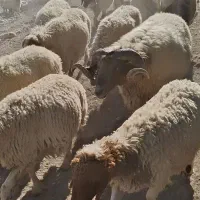 قوچ داشتی ۴ سال به شرط|حیوانات مزرعه|آبدانان, |دیوار