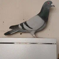 کفتر پلاکی و زرد رسمی دم سفید|پرنده|کرمان, |دیوار