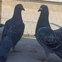 کبوتر پلاکی به شرط|پرنده|برازجان, |دیوار