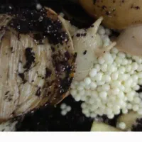 حلزون|خزنده|قم, نوقطار|دیوار