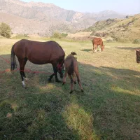 فروشی|حیوانات مزرعه|اردبیل, |دیوار