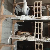 کلاغ سبز ترکه سرخ وچند تا رنگه خوشگل شهرستانی