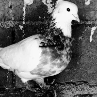 طوقی هفت.رنگنردیوانهبهشرطبرشجوجه|پرنده|میان ولایت, |دیوار