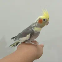 کفش.. عروس هلندی کار