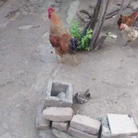 جوجه محلی