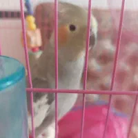 عروس هلندی دستی