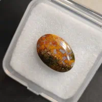 شجر بهاره|بدلیجات|بوشهر, |دیوار