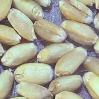 مسافر از دهدشت به عسلویه کنگان و جم