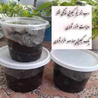 فروش محصولات ارگانیک و خانگی کاملا طبیعی|خوردنی و آشامیدنی|رشت, سلیمانداراب|دیوار