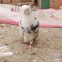 کفتر نقش و پرشی و نوک قنار|پرنده|اردکان, |دیوار