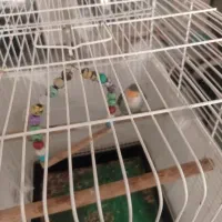 طوطی برزیلی