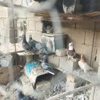 فروش هفت تا کفتر پلاکی بدرد بخور فیروز آباد|پرنده|شیراز, اکبر آباد|دیوار