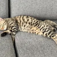 گربه خونگی شیراز و صدرا|گربه|صدرا-فارس, فاز ۱|دیوار